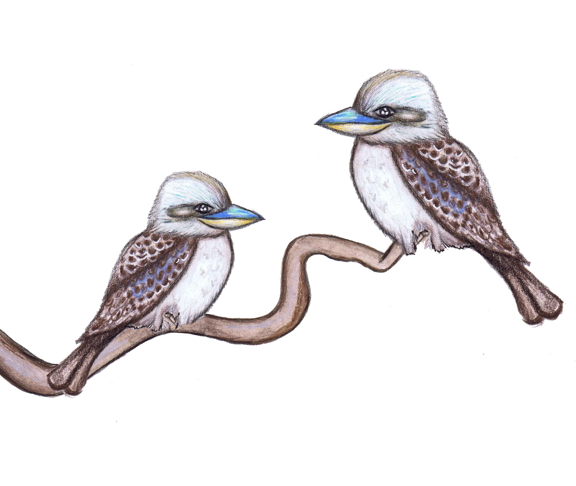 Kookaburra Wall Decal Set Polka Art Prints