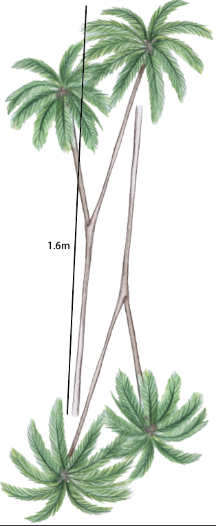 Dinosaur Wall Decals