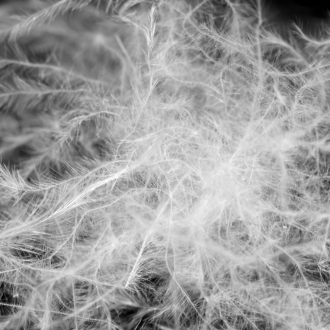 Luxury Goose Feather Pillows - Contour Dreamz